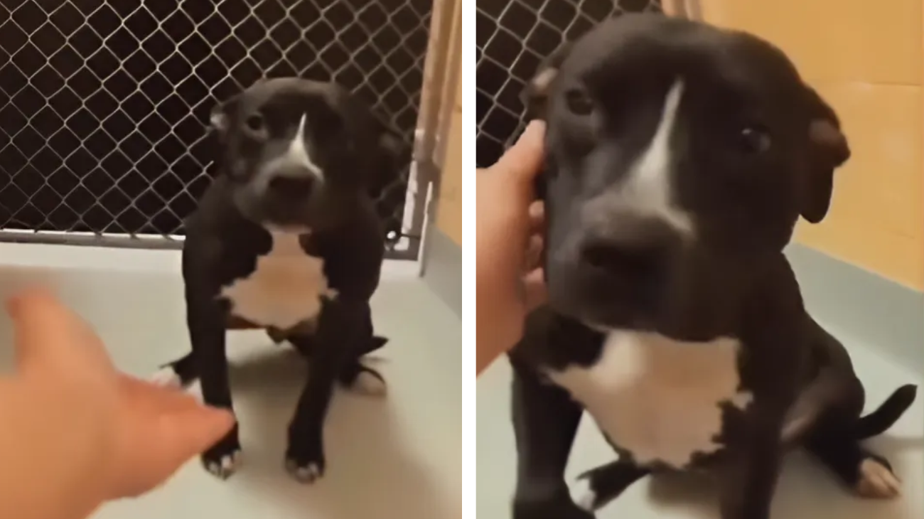 cane scopre di essere stato adottato reazione