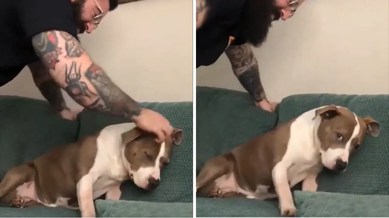 padrone fa grattini al suo cane