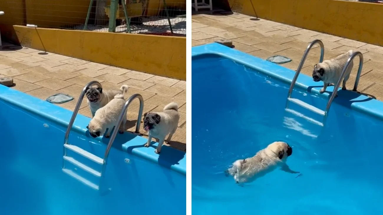 Cuccioli di carlino si tuffano in piscina per la prima volta: la reazione all'acqua è davvero esilarante