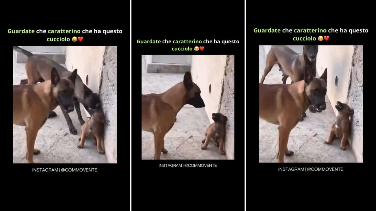Cucciolo di cane si ribella ai suoi genitori cosa succede