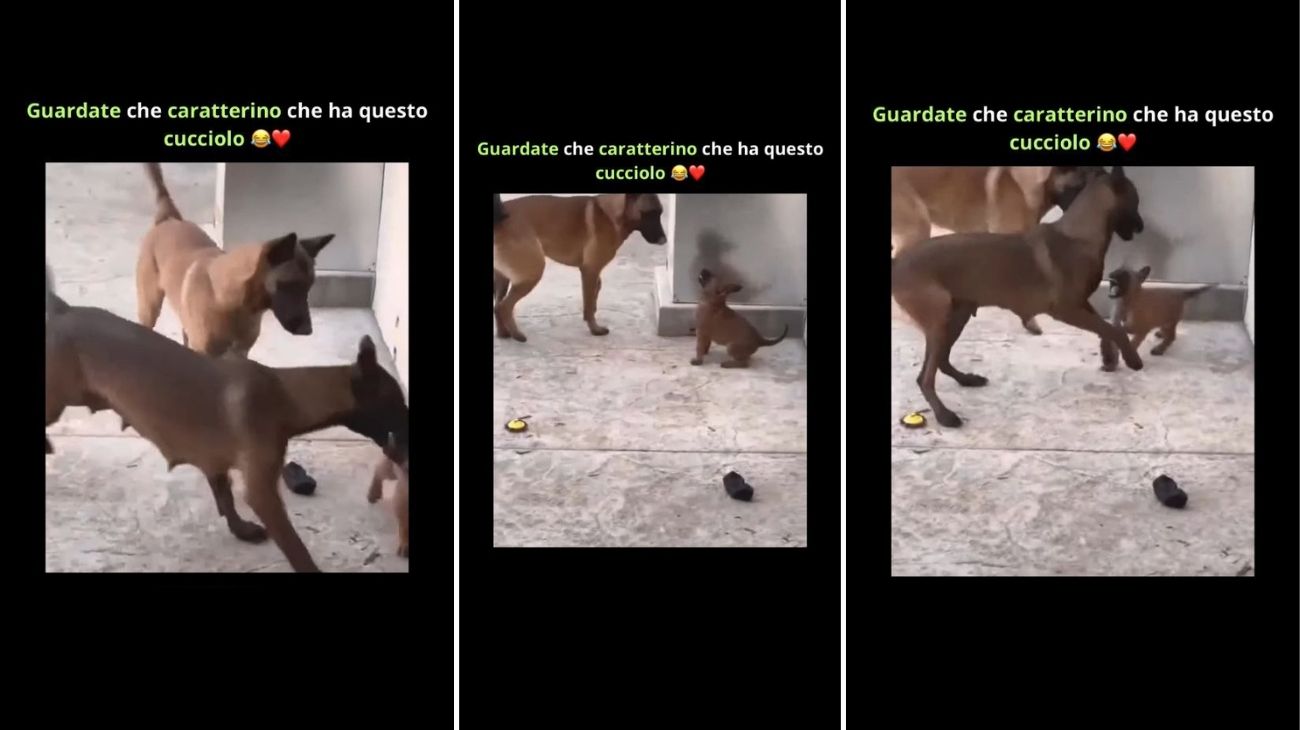 Cucciolo di cane si ribella ai suoi genitori