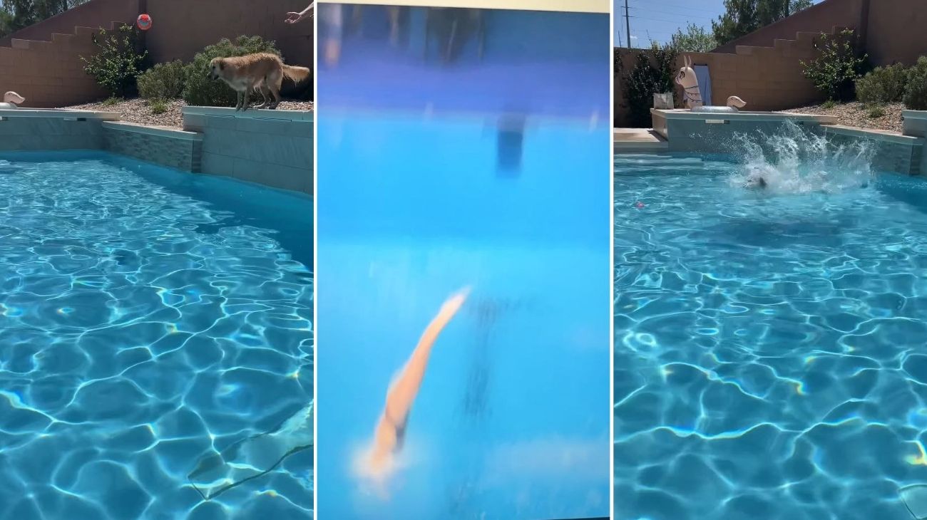 Golden Retriever campione di tuffi in piscina il video