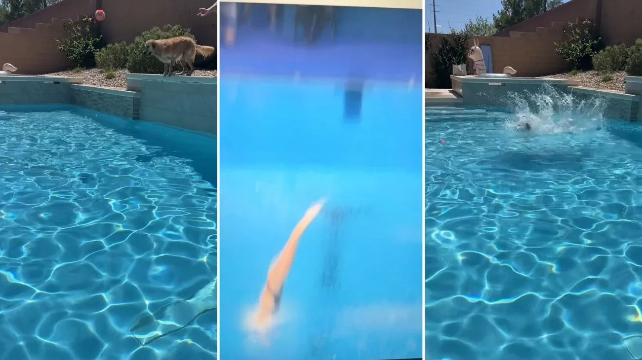 Golden Retriever campione di tuffi in piscina il video
