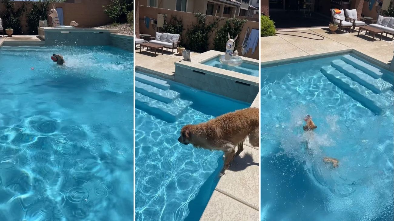 Golden Retriever si tuffa in piscina