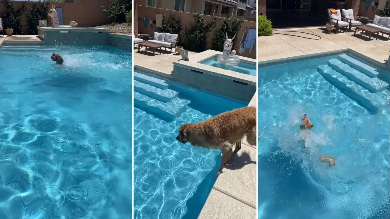 Golden Retriever si tuffa in piscina