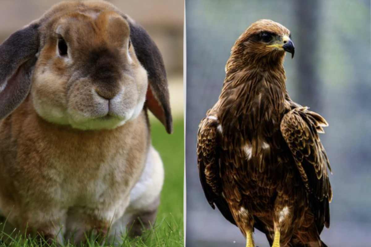 Le implicazioni di vedere l’aquila come prima figura