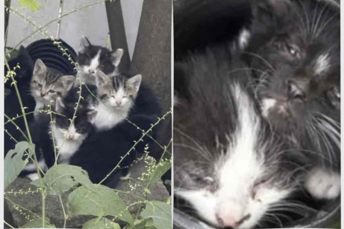 Jane inizialmente pensava di trovare una casa separata per ognuno dei sette gattini. Nel tempo, però, si è resa conto che i “forever home”