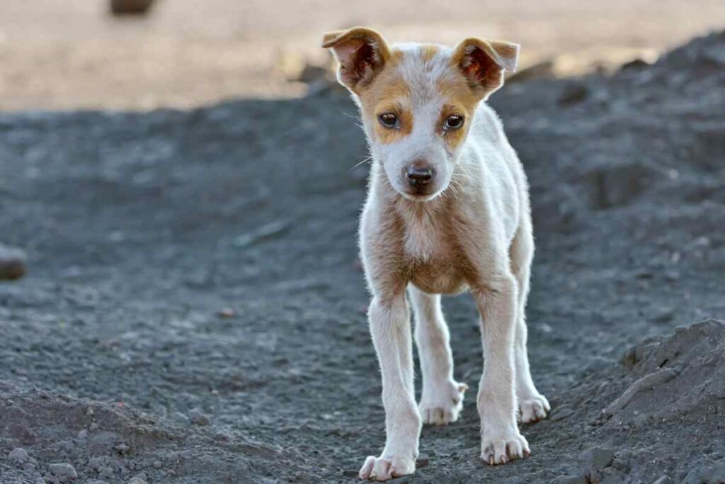 cagnolino non smette di abbaiare il motivo choc