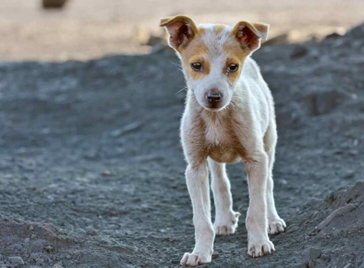 cagnolino non smette di abbaiare il motivo choc