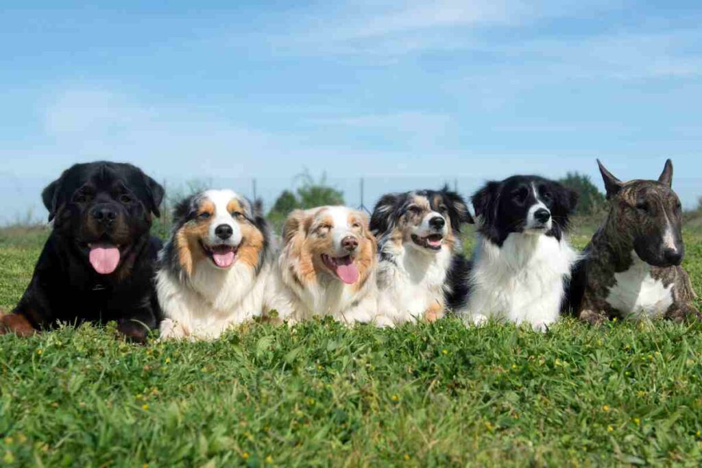 razze di cani proibite dal 2026