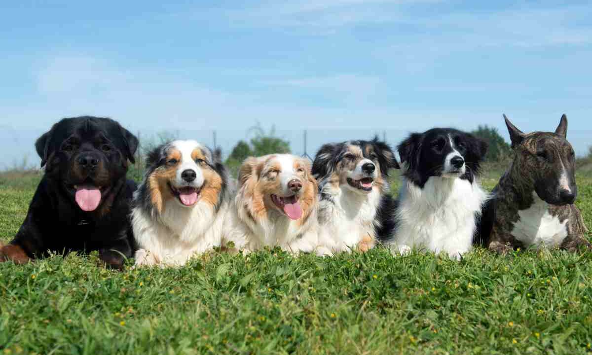 razze di cani proibite dal 2026