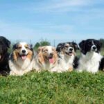 razze di cani proibite dal 2026