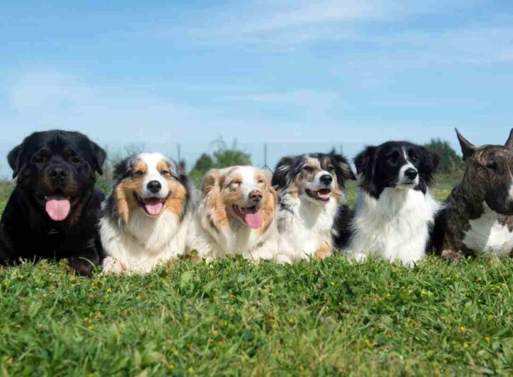 razze di cani proibite dal 2026