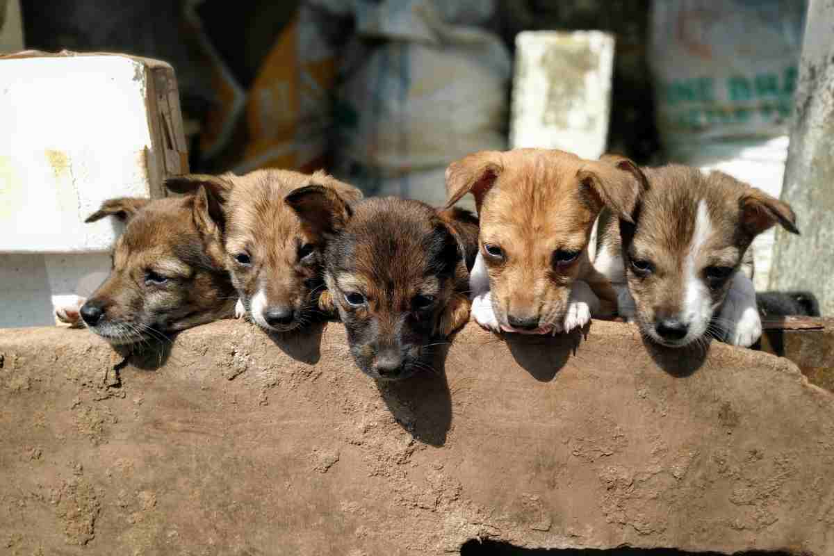 cagnolino non smette di abbaiare il motivo choc