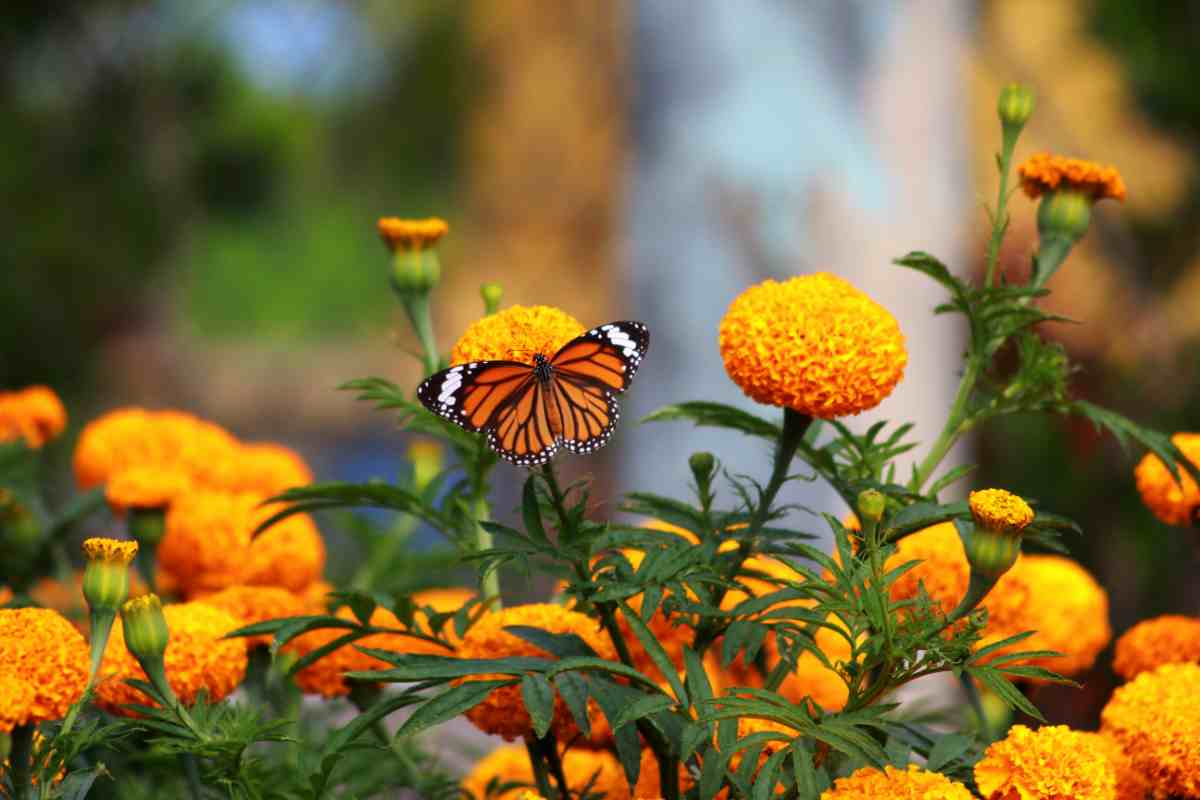 Calendule