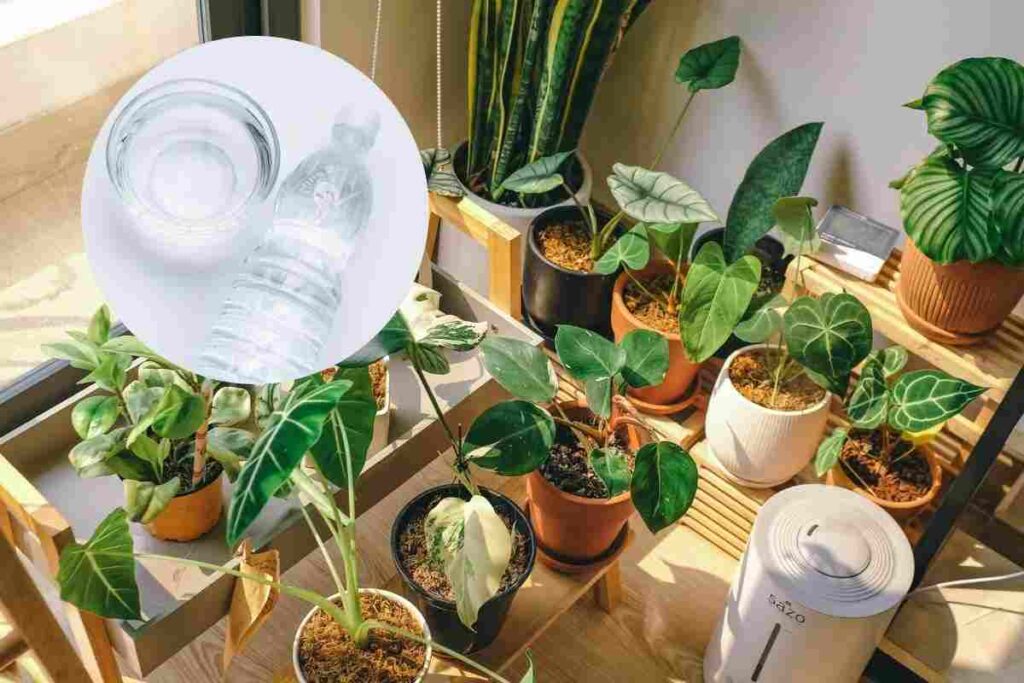 piante rigogliose: il trucco dell'acqua ossigenata e aceto