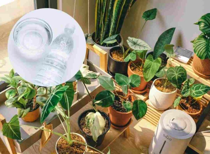 piante rigogliose: il trucco dell'acqua ossigenata e aceto